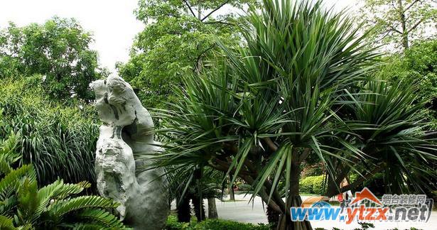 选择植物要用心 龙血树的对家居的<a href='http://www.ytzx.net/category/list-32.html' target='_blank'><u>风水</u></a>影响