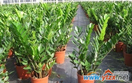 阳台种哪些植物比较好植物生旺助财运