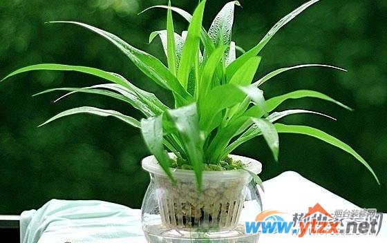 阳台种哪些植物比较好植物生旺助财运