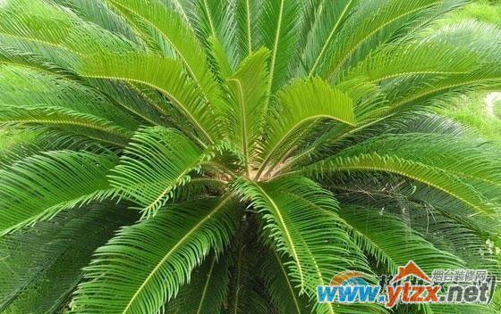 阳台种哪些植物比较好植物生旺助财运