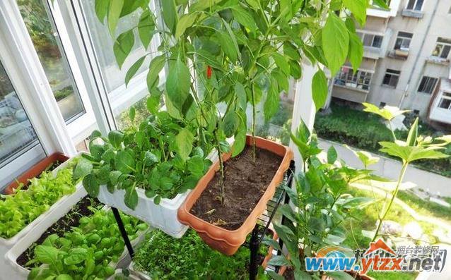 阳台种花<a href='http://www.ytzx.net/category/list-32.html' target='_blank'><u>风水</u></a>知识详解