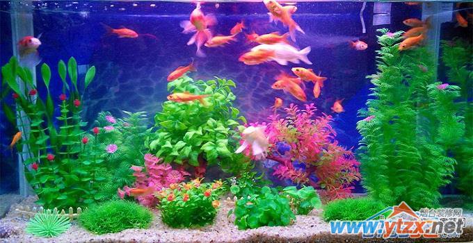 家庭水族箱摆放<a href='http://www.ytzx.net/category/list-32.html' target='_blank'><u>风水</u></a>