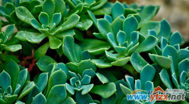 植物改变<a href='http://www.ytzx.net/category/list-32.html' target='_blank'><u>风水</u></a> 影响婚姻<a href='http://www.ytzx.net/category/list-32.html' target='_blank'><u>风水</u></a>的植物摆放细则
