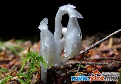 水晶兰<a href='http://www.ytzx.net/category/list-32.html' target='_blank'><u>风水</u></a>有什么作用 水晶兰的寓意