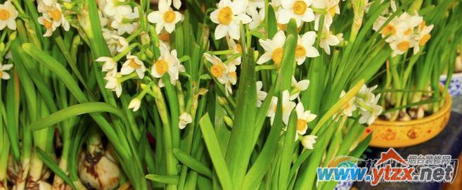 水仙对<a href='http://www.ytzx.net/category/list-32.html' target='_blank'><u>风水</u></a>有什么作用 各个区域为你详细分析