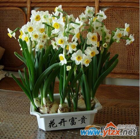 水仙花催财方法