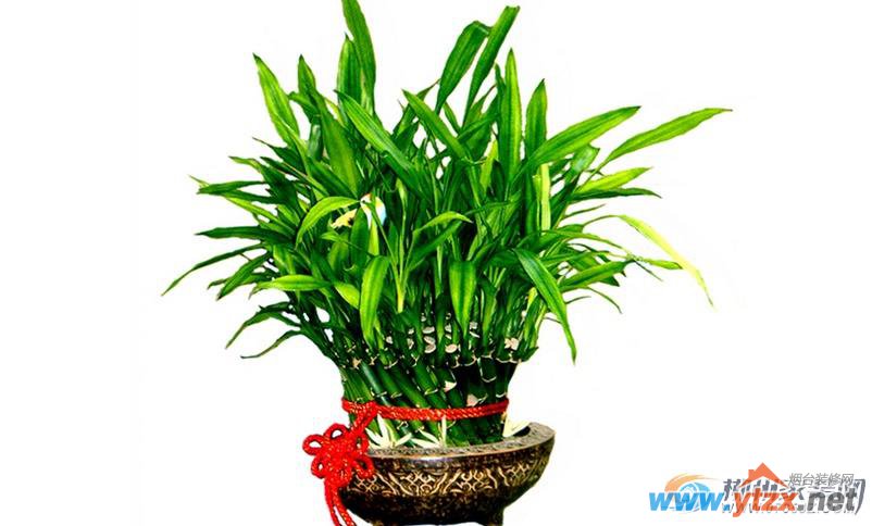 植物<a href='http://www.ytzx.net/category/list-32.html' target='_blank'><u>风水</u></a>知识需知 如何养富贵竹招财