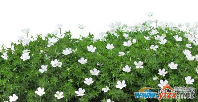 植物<a href='http://www.ytzx.net/category/list-32.html' target='_blank'><u>风水</u></a>知识了得 家居<a href='http://www.ytzx.net/category/list-32.html' target='_blank'><u>风水</u></a>植物摆放因空间而异