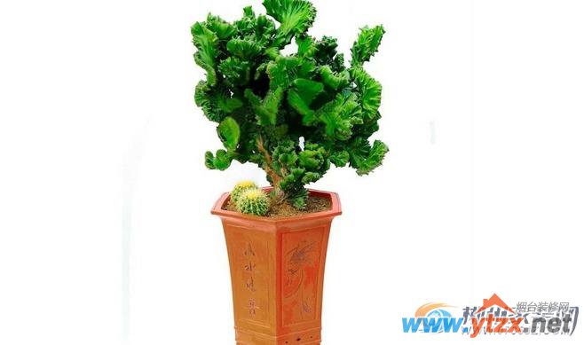 招财花<a href='http://www.ytzx.net/category/list-32.html' target='_blank'><u>风水</u></a>摆设知识