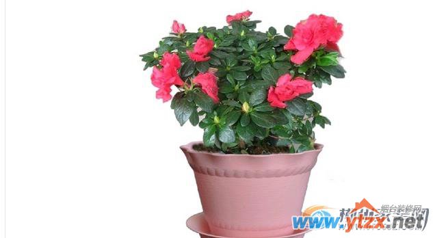 招财花<a href='http://www.ytzx.net/category/list-32.html' target='_blank'><u>风水</u></a>摆设知识