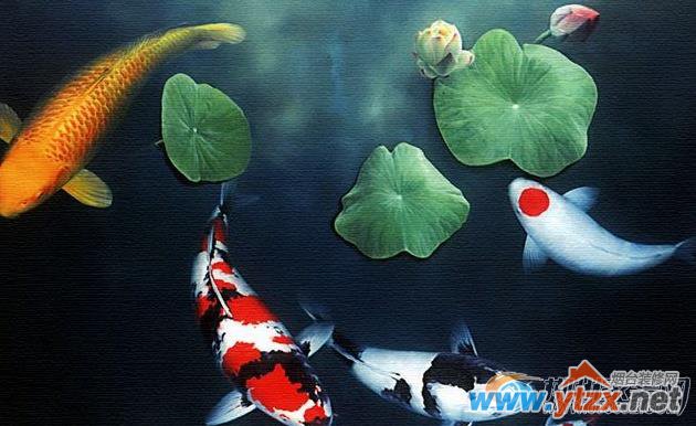 常用的家居<a href='http://www.ytzx.net/category/list-32.html' target='_blank'><u>风水</u></a>用品大盘点