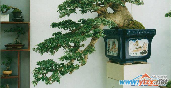 <a href='http://www.ytzx.net/category/list-32.html' target='_blank'><u>风水</u></a>植物的选择和摆放，好<a href='http://www.ytzx.net/category/list-32.html' target='_blank'><u>风水</u></a>靠摆出来