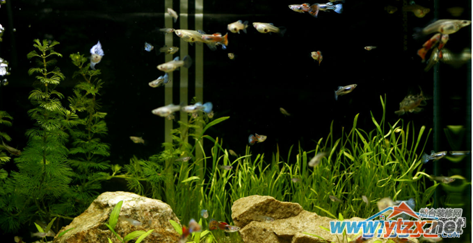 家居养鱼也有<a href='http://www.ytzx.net/category/list-32.html' target='_blank'><u>风水</u></a>讲究  你知道吗？
