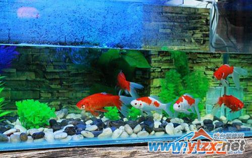 招财化煞 财源滚滚的鱼缸<a href='http://www.ytzx.net/category/list-32.html' target='_blank'><u>风水</u></a>揭秘
